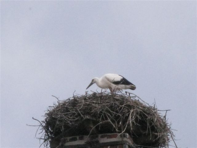 Cicogna